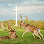 Opinion: The Phoenix Park deer need clear legal protection for stronger enforcement