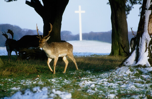 The Phoenix Park deer might be part of its heritage, but they're bad for biodiversity