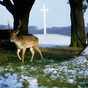 Opinion: The Phoenix Park deer might be part of its heritage, but they're bad for biodiversity