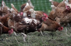 48 new jobs to be created at poultry plant in Cavan