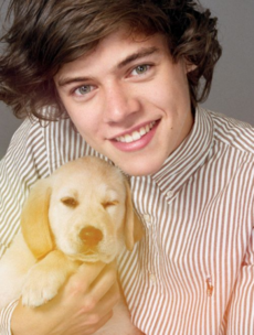 One Direction wearing jumpers and holding puppies