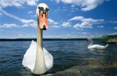 Attempted swan stealing in Galway city