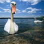 Attempted swan stealing in Galway city