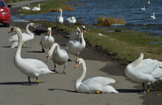 Swans in Dublin and Kildare carry drug-resistant bacteria that makes infections harder to treat