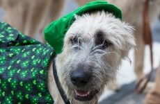 Adorable dogs who want to be invited to 'The Gathering'