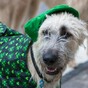 Adorable dogs who want to be invited to 'The Gathering'