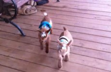ELECTION BREAK: Goats wearing jumpers