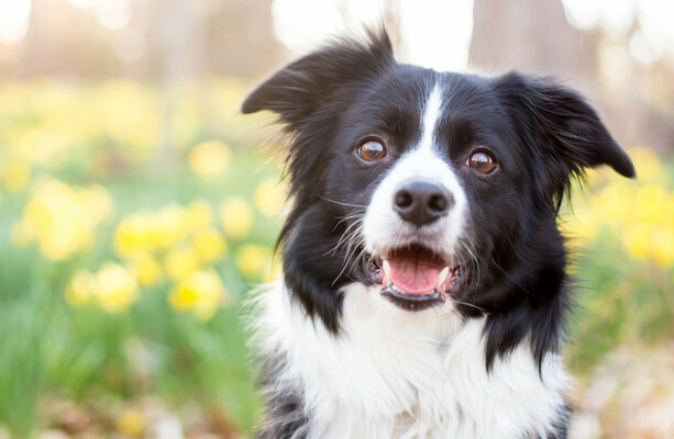 Dog owners urged to be aware of 'highly toxic' spring plants and bulbs