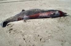 New Zealand beaching proves rarest of whales exists
