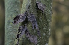Further restrictions on ash imports imposed as disease continues to spread