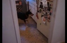 VIDEO: The most helpful dog ever?