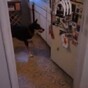 VIDEO: The most helpful dog ever?
