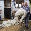 PHOTOS: Prince Charles goes sheep shearing