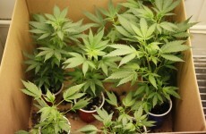 Woman arrested during Carlow town cannabis seizure