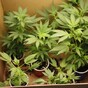 Woman arrested during Carlow town cannabis seizure