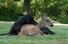 Animal odd couples: A dog and a deer