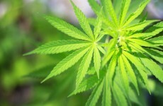 Woman arrested over cannabis haul due before Carlow court