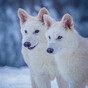 Dire wolf 'brought back from extinction' - but some scientists are sceptical