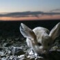 Introducing three creatures you may never have heard of...