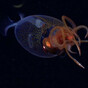Watch: The world's largest known squid species has been filmed alive in the wild for the first time