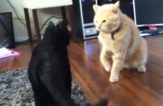 VIDEO: Black cat and ginger cat go to battle