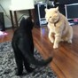 VIDEO: Black cat and ginger cat go to battle