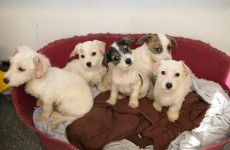 ISPCA calls for "consistent enforcement" of dog breeding act