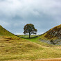 Two men found guilty of cutting down famous Sycamore Gap tree