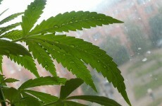 Man arrested as drugs seized in Portlaoise and Carlow