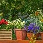 The secret for urbanites who want to garden: Potted plants