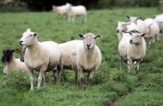 ICSA calls for government action on sheep thefts