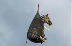 Runaway pet zebra that became internet sensation finally captured