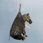 Runaway pet zebra that became internet sensation finally captured