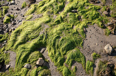 Ecocide series: It's only a matter of time before Algal Blooms impact our water supply