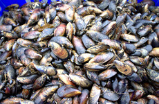 Thousands sign petition against mussel farm the size of 12 GAA pitches in Kerry
