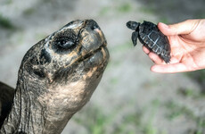135-year-old Galapagos tortoise celebrates first Father’s Day at Miami zoo