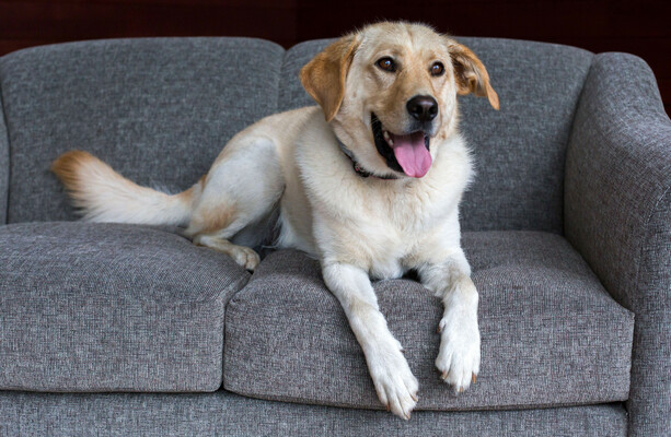 Do you think renters should be allowed to have pets?