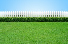 No garden, no problem: What can you grow in your apartment?