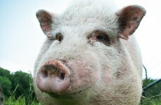 Man detained in relation to 2008 contaminated pork crisis