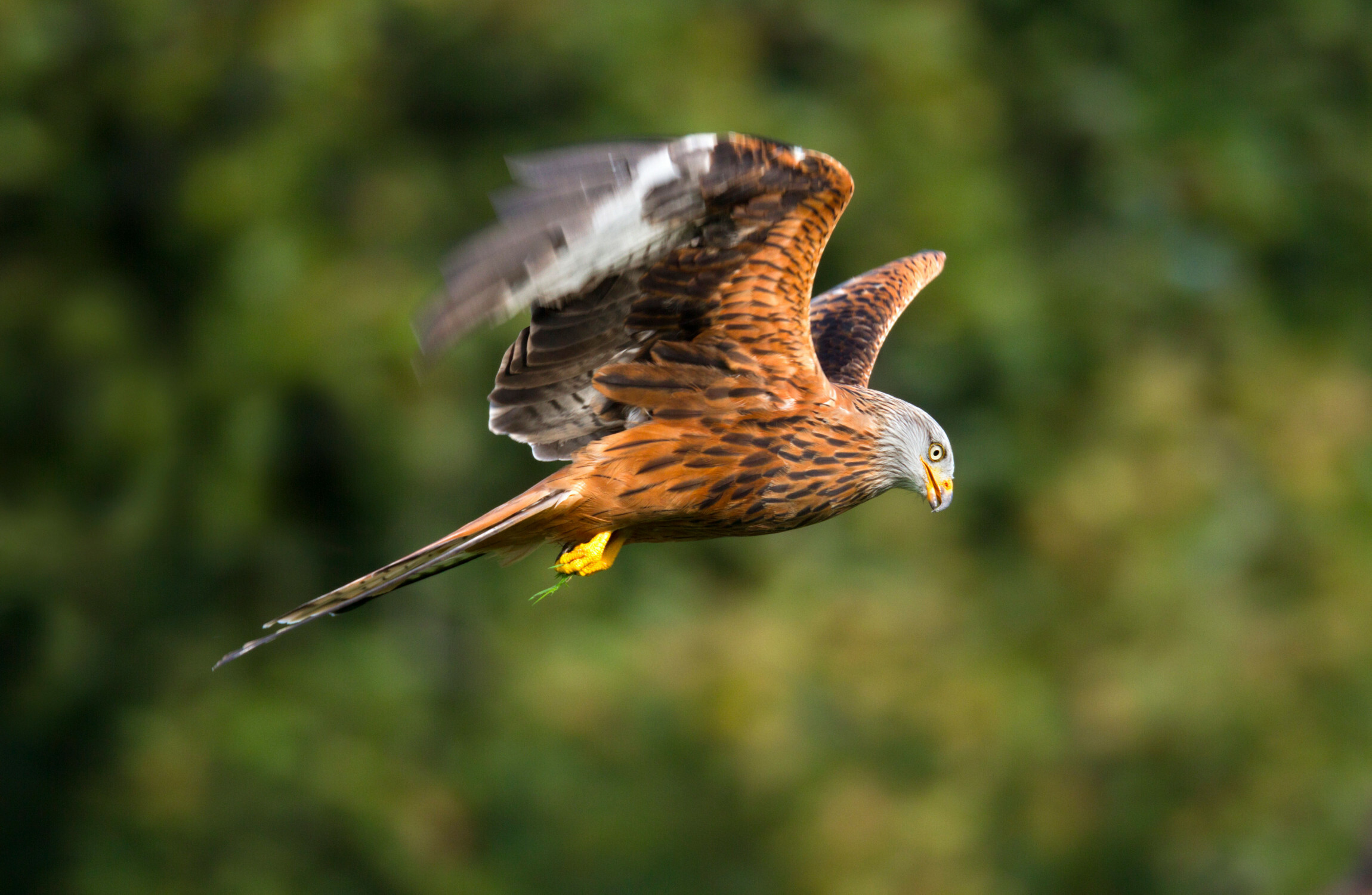 PSNI investigation underway after tests confirm red kite found dead in Co Down was poisoned