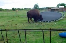Bison jumping on a trampoline and… er… bloody loving it?