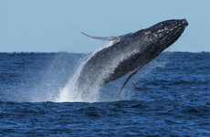 Commuter traffic stops for whales on Australia’s humpback highway