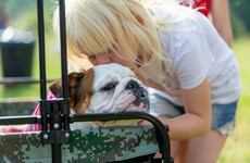 Dog behaviourist: Tips for keeping dogs safe in hot weather