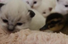 Kittens and Ducklings, together at last (VIDEO)