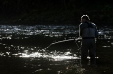 Sea lice causes 39 per cent of wild salmon deaths
