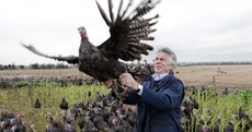 PICS: Turkey farm gets ready for Christmas