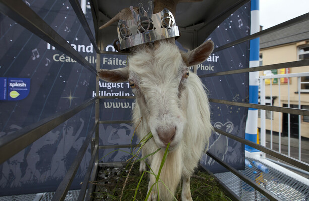 Puck Fair goat remained in its cage in today's warm weather