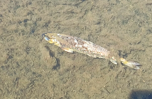 Hot and dry weather may have contributed to suspected fungal infection that killed 1,000 trout