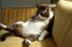 This 12-second video sums up Mondays PERFECTLY