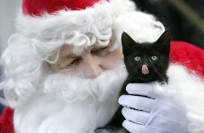 Adopt a pet this Christmas, don't buy one - DSPCA